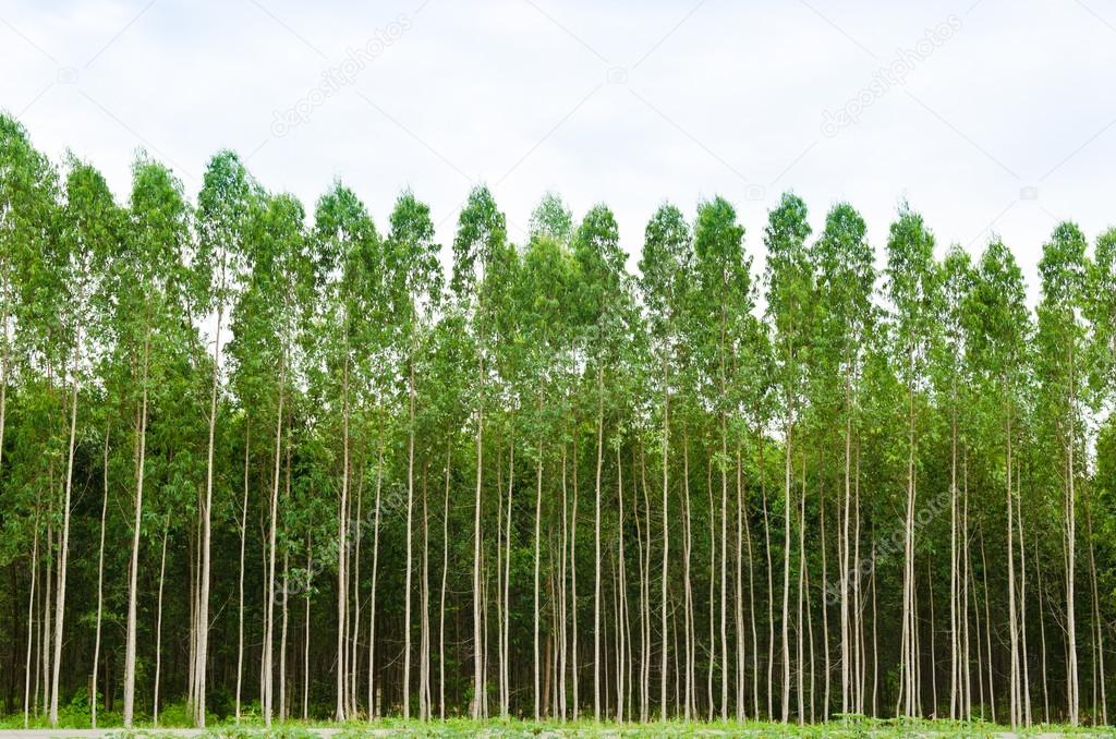 Eucalyptus forest in Thailand