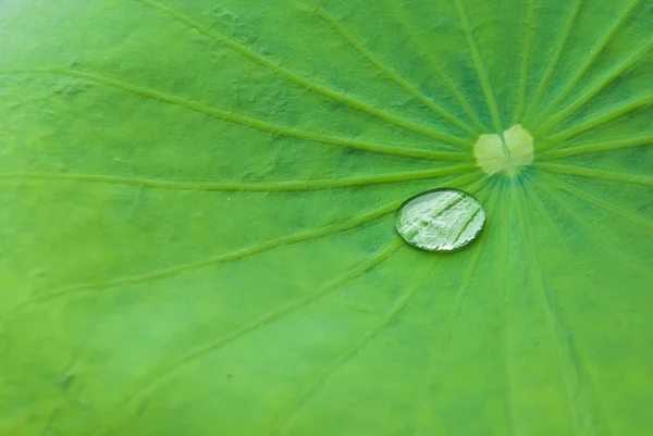 Gouttes d'eau sur une feuille de lotus — Photo