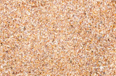 bir kum plajı üzerinde kabuk arka