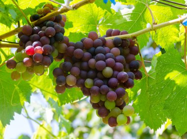 üzüm ağacı üzerinde