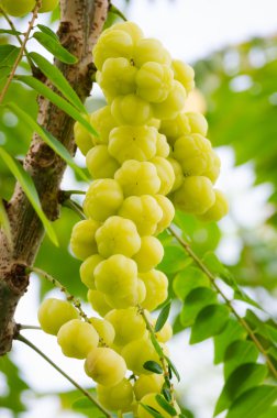 tre üzerinde yıldız bektaşi üzümü