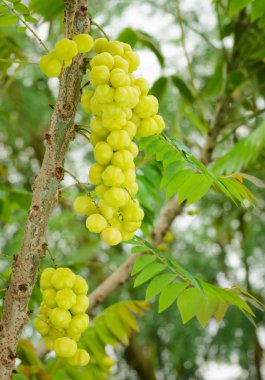 tre üzerinde yıldız bektaşi üzümü