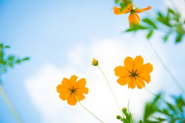 Mavi gökyüzü ile sarı Cosmos çiçek