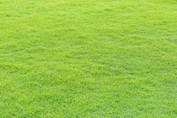 Green grass pattern from golf course at sunset tim — Stock Photo, Image