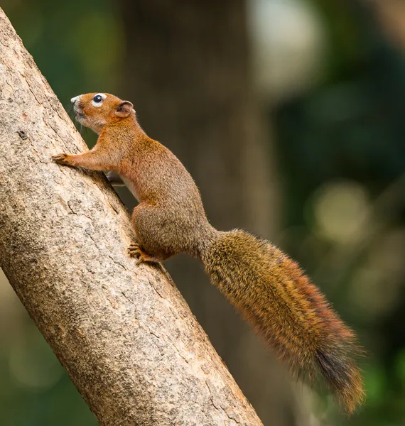 Белка или маленький гонг, мелкие млекопитающие на дереве — стоковое фото
