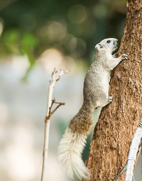 Ardilla o gong pequeño, Mamíferos pequeños en el árbol —  Fotos de Stock