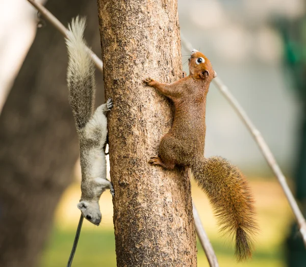 Veverka nebo malé gong, malé savce na stromě — Stock fotografie