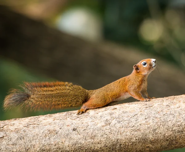 Squirrel or small gong, Small mammals on tree — Stock Photo, Image
