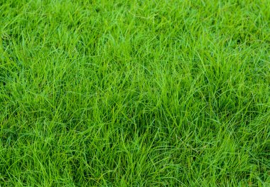 golf sahasında günbatımı tim yeşil çim desen