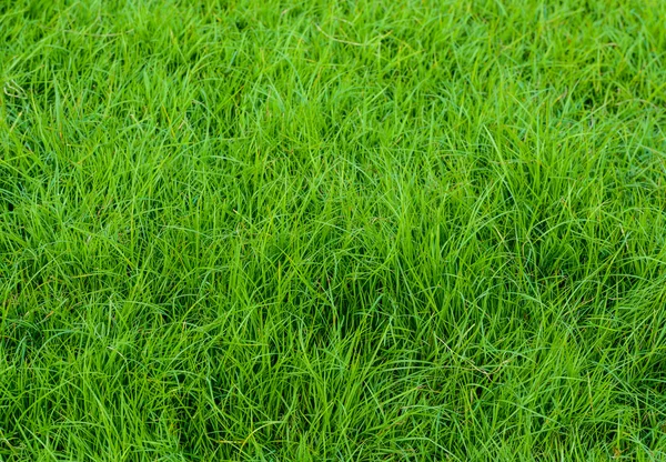 Modello di erba verde dal campo da golf al tramonto Tim — Foto Stock