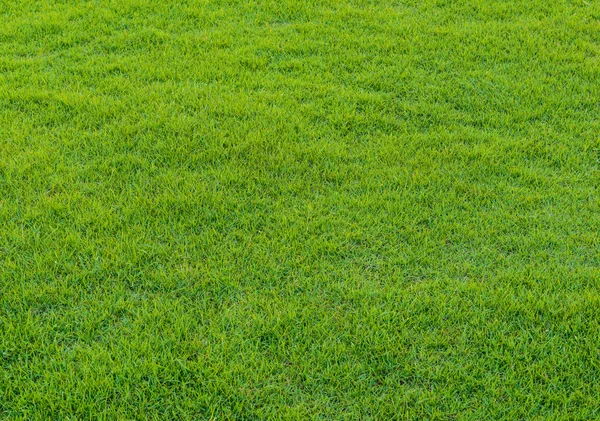 Modèle d'herbe verte du terrain de golf au coucher du soleil Tim — Photo