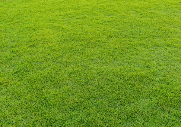 Patrón de hierba verde del campo de golf al atardecer Tim — Foto de Stock