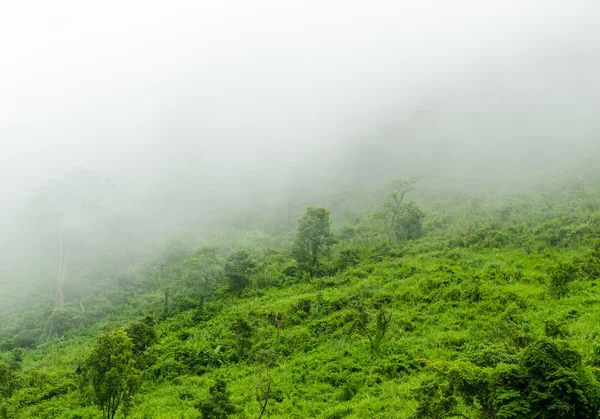 Forest on mountain and fog at sunrise — Stock Photo, Image