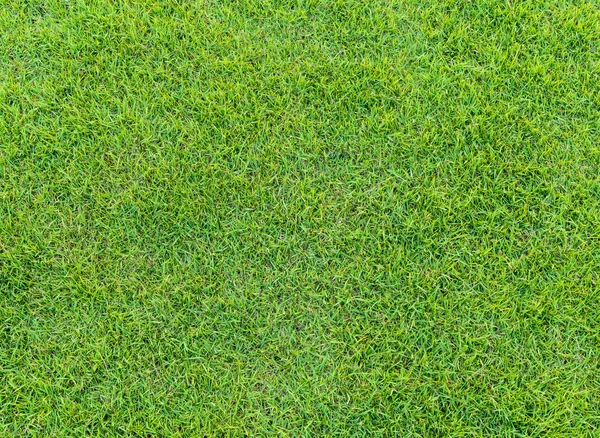 Patrón de hierba verde del campo de golf al atardecer — Foto de Stock