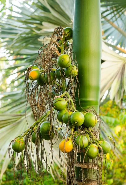 Dado areca maturo primo piano o Areca catechu, noce di betel crudo — Foto Stock