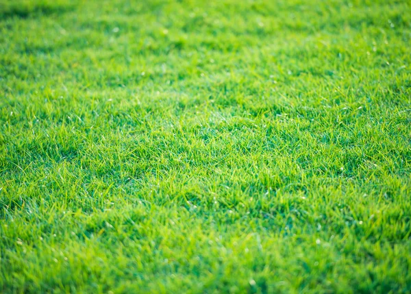 Візерунок зеленої трави з поля для гольфу на заході сонця — стокове фото