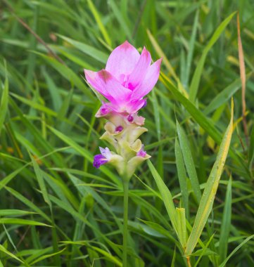 çiçek açan çiçek vahşi siam Lale