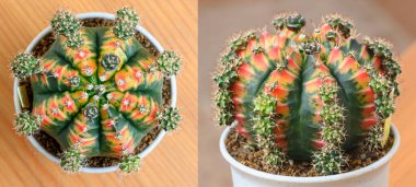 Gymnocalycium mihanovichii, Tayland 'da yetişen bir kaktüs veya sulu ağaç türüdür..