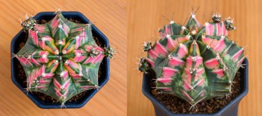 Gymnocalycium mihanovichii, Tayland 'da yetişen bir kaktüs veya sulu ağaç türüdür..