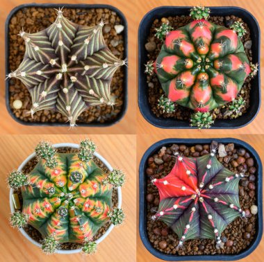 Gymnocalycium mihanovichii, Tayland 'da yetişen bir kaktüs veya sulu ağaç türüdür..