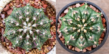 Dinozor bir tür Gymnocalycium mihanovichii, Tayland 'da yetişen bir kaktüs veya sulu ağaç türüdür..