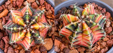 Gymnocalycium mihanovichii, Tayland 'da yetişen bir kaktüs veya sulu ağaç türüdür..