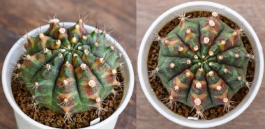 Gymnocalycium mihanovichii, Tayland 'da yetişen bir kaktüs veya sulu ağaç türüdür..