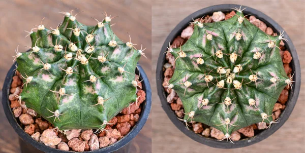 Gymnocalycium mihanovichii, Tayland 'da yetişen bir kaktüs veya sulu ağaç türüdür..