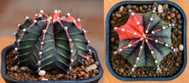 Gymnocalycium mihanovichii, Tayland 'da yetişen bir kaktüs veya sulu ağaç türüdür..