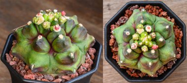 Yeşil ton, Gymnocalycium mihanovichii Tayland 'da yetişen bir kaktüs ya da sulu ağaç türüdür..