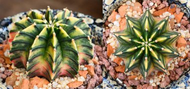 Gymnocalycium mihanovichii, Tayland 'da yetişen bir kaktüs veya sulu ağaç türüdür..