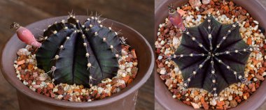 Siyah ton, Gymnocalycium mihanovichii Tayland 'da yetişen bir kaktüs ya da sulu ağaç türüdür..