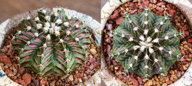 Gymnocalycium mihanovichii, Tayland 'da yetişen bir kaktüs veya sulu ağaç türüdür..