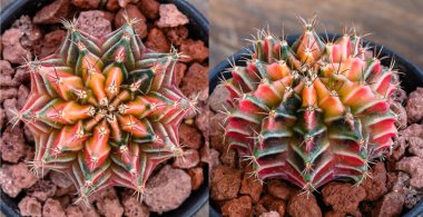 Gymnocalycium mihanovichii, Tayland 'da yetişen bir kaktüs veya sulu ağaç türüdür..