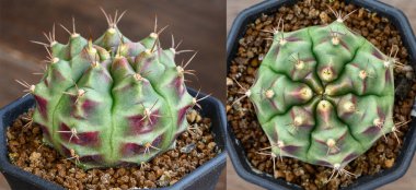 Yeşil ton, Gymnocalycium mihanovichii Tayland 'da yetişen bir kaktüs ya da sulu ağaç türüdür..