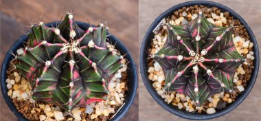 Gymnocalycium mihanovichii, Tayland 'da yetişen bir kaktüs veya sulu ağaç türüdür..