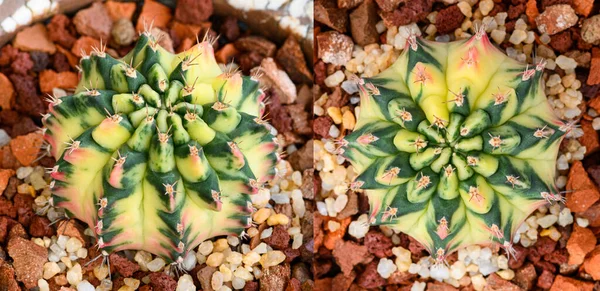 Gymnocalycium Mihanovichii Jest Rodzajem Kaktusa Lub Soczewicy Który Jest Hodowany — Zdjęcie stockowe