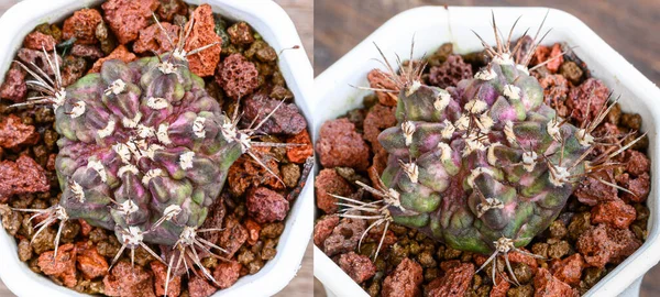 Dinozaur Jest Rodzajem Gymnocalycium Mihanovichii Jest Rodzajem Kaktusa Lub Soczewicy — Zdjęcie stockowe