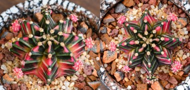 Gymnocalycium mihanovichii, Tayland 'da yetişen bir kaktüs veya sulu ağaç türüdür..