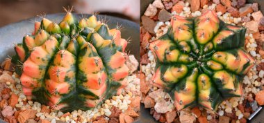 Gymnocalycium mihanovichii, Tayland 'da yetişen bir kaktüs veya sulu ağaç türüdür..
