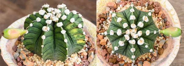 Gymnocalycium Mihanovichii Een Uit Thailand Gekweekte Soort Cactus Vetplanten — Stockfoto