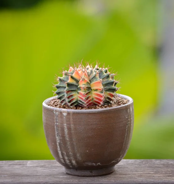 Lophophora Williamsii Cactus Succulents Boom Decoratief Bloempot Hout Gestreepte Achtergrond — Stockfoto