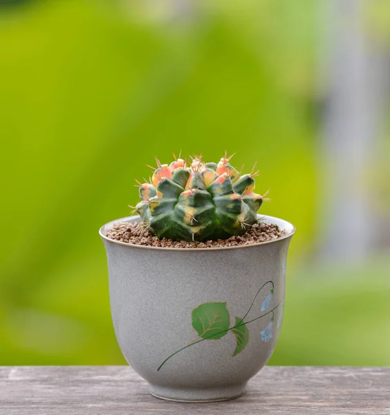 Lophophora Williamsii Cactus Succulents Tree Decorativo Vaso Flores Sobre Fundo — Fotografia de Stock