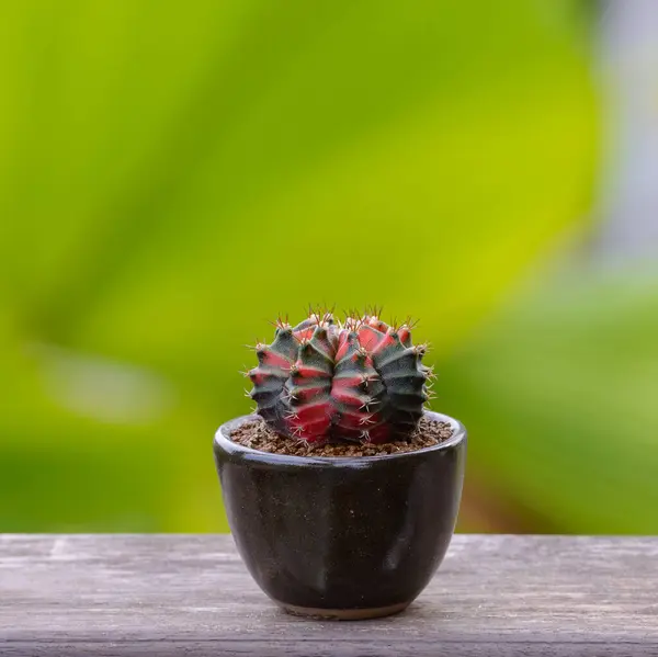 Lophophora Williamsii Cactus Succulents Tree Decorative Flowerpot Wood Striped Background — стокове фото