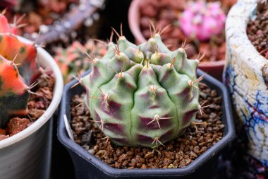 Yeşil ton, Gymnocalycium mihanovichii Tayland 'da yetişen bir kaktüs ya da sulu ağaç türüdür..