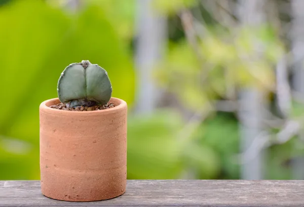 Lophophora Williamsii Cactus Succulents Tree Decorativo Vaso Flores Sobre Fundo — Fotografia de Stock