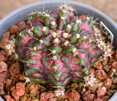 Gymnocalycium mihanovichii, Tayland 'da yetişen bir kaktüs veya sulu ağaç türüdür..