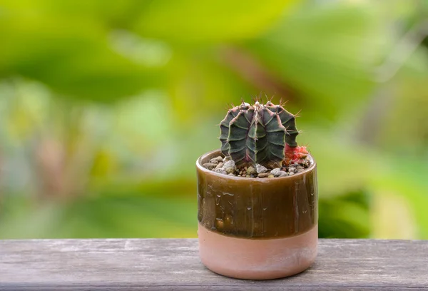 Lophophora Williamsii Kaktus Oder Sukkulentenbaum Dekorativ Blumentopf Auf Holzgestreiftem Hintergrund — Stockfoto