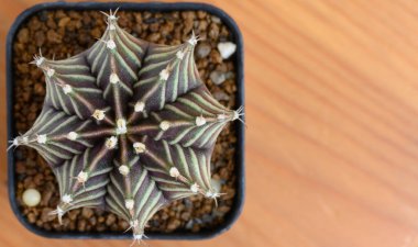 Gymnocalycium mihanovichii, Tayland 'da yetişen bir kaktüs veya sulu ağaç türüdür..