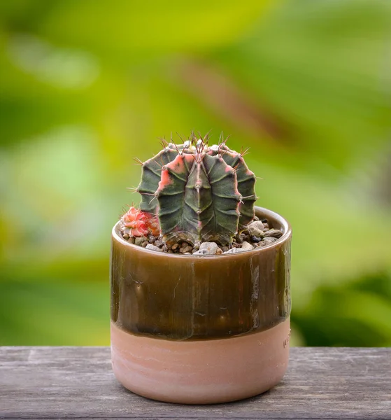 Lophophora Williamsii Cactus Succulents Tree Decorative Flowerpot Wood Striped Background — стокове фото